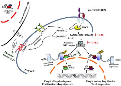 Notch and NF-κB: Coach and Players of Regulatory T-Cell Response in Cancer